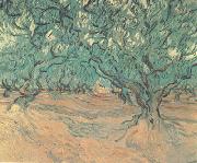Vincent Van Gogh Olive Trees (nn04) oil painting reproduction